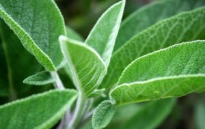 Sage leaves remedy for premature gray hair