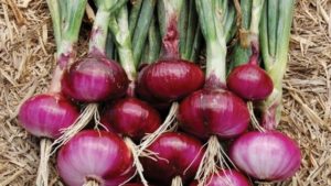 Onion Juice for Hair Growth, How to Use, Reviews, Before and After Picture, Side Effects, Benefits