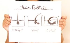 straight wavy curly hair anatomy