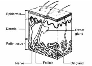 swollen hair follicle causes get rid remedies