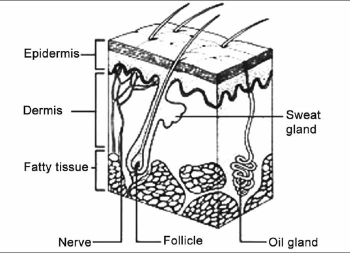 swollen hair follicle causes get rid remedies