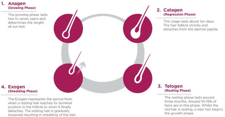 Hair growth cycle